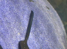 bristlenose plecos ..