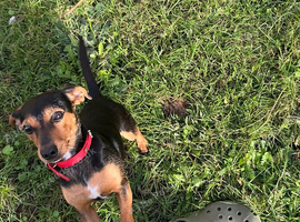 Selling a adorable dog