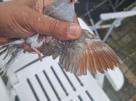 Pair of diamond dove