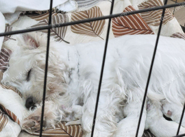 Kc Westie girl puppies