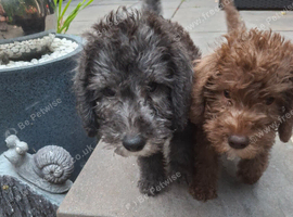 Beautiful blue Bedlington
