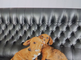 Miniature jack russel X dachshund