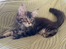 Beautiful Mainecoon kitten( Active)