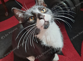 Kitten for sale