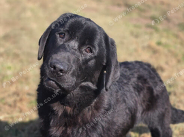9 Month Old Male Labrador