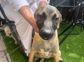 french bulldog for sale