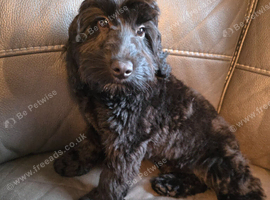 Black cockapoo pup