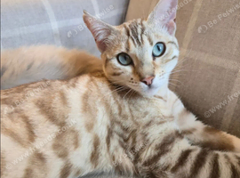 Bengal cross ragdoll kittens