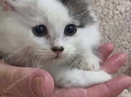5 generation pedigree Siberian kittens READY