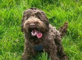 chocolate merle cockapoo