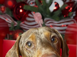 Chocolate and tan dapple miniature dachshund stud