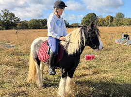 13h cob gelding