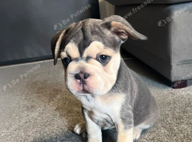 French bulldog puppies!!