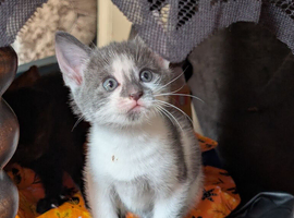 Grey female kitten