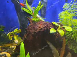 Red cherry shrimp