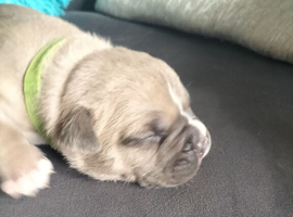 Pocket bully pups