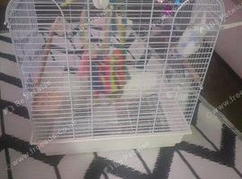5 baby budgies