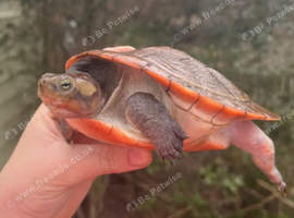 Pink bellied side neck turtle