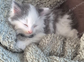 male 9 wk ragdoll
