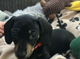 Mini dachsund