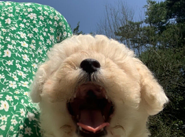 Beautiful White F1 Toy Poochon boy