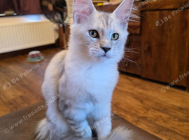 Pedigree TICA Registered Maine Coon Kittens