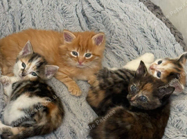 British short haired cross Persian 8 week old kittens.