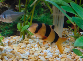 Beautiful young Healthy Clown Loach