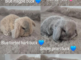 Mini lop babies available to reserve