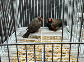 Eumo zebra finches