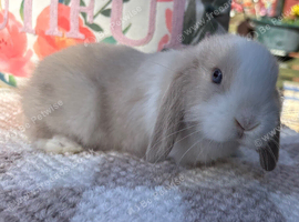 Baby mini lops