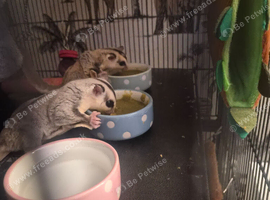 2 male sugar gliders 1 year old
