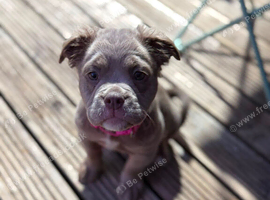 Olde English bulldogge *GOOD OFFERS CONSIDERED*