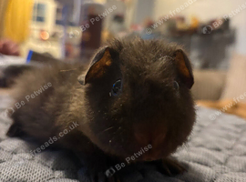 MALE guinea pigs