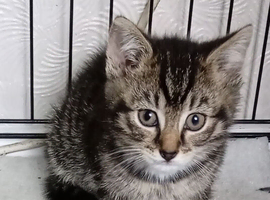 Bengal X BSH kittenst