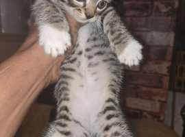 Kittens