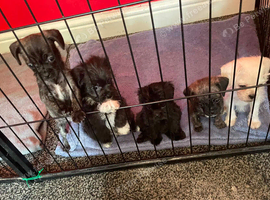 Pug cross Yorkie