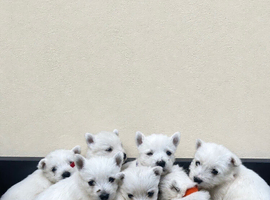 West Highland terrier puppies for sale!
