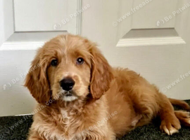 STUNNING GOLDENDOODLE BOY