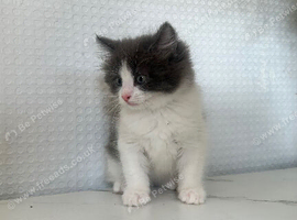 Bsh x ragdoll