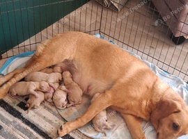 3 lovely lab pup