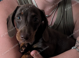 Choc/tan pup