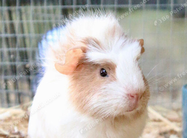 2 bonded female guinea pigs