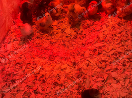 Pekin bantam chicks