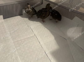 Coturnix Quail x 3 just over 4 weeks old