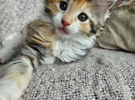 Pedigree TICA Registered Maine Coon Kittens