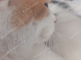female cat
