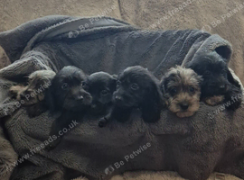 6 Beautiful Doxiepoos