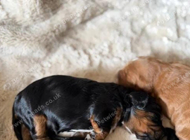 cockapoo 2 boys and 1 girl