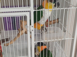 2 black headed caques for re home